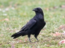 Corvus corax