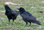 Corvus corax