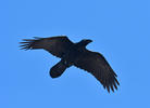 Corvus corax