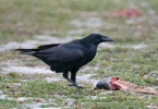 Corvus corax