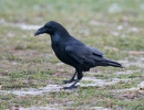 Corvus corax