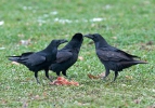 Corvus corax