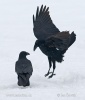 Corvus corax