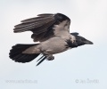 Corvus corone cornix