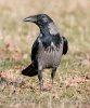 Corvus corone cornix