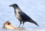 Corvus corone cornix