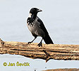 Corvus corone cornix