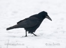 Corvus frugilegus