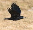 Corvus frugilegus