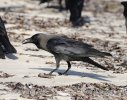 Corvus splendens