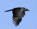 Corvus splendens