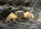 Crab