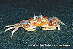 Crab sp.
