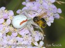 Crab Spider