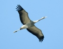 Crane