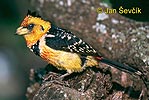 Crested Barbet