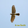 Crested Goshawk