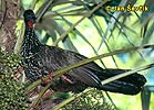 Crested Guan, Pava Cojolita