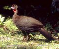 Crested Guan, Pava Cojolita