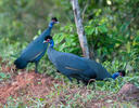 Crested Guineafowl