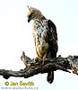 Crested hawk-Eagle