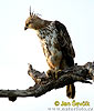 Crested hawk-Eagle