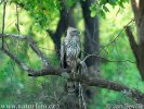 Crested hawk-Eagle