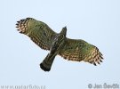 Crested hawk-Eagle