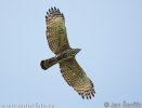 Crested hawk-Eagle