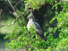 Crested hawk-Eagle