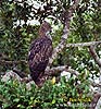 Crested hawk-Eagle