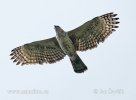 Crested hawk-Eagle