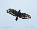 Crested Honey Buzzard