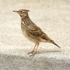 Crested Lark