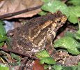 CrestedToad