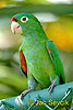 Crimson fronted Parakeet