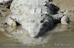 Crocodile américain