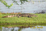 Crocodile des marais