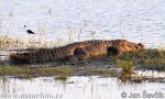 Crocodile des marais