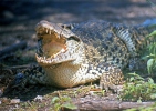 Crocodilo-cubano
