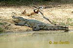 Crocodylus palustris