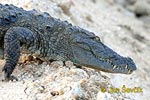 Crocodylus palustris