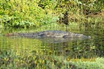 Crocodylus palustris