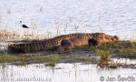 Crocodylus palustris