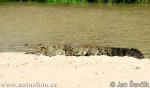 Crocodylus palustris