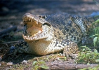 Crocodylus rhombifer