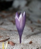 Crocus heuffelianus