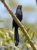 Crotophaga sulcirostris