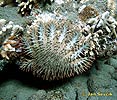 Crown-of-thorns starfish