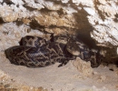 Cuban Boa